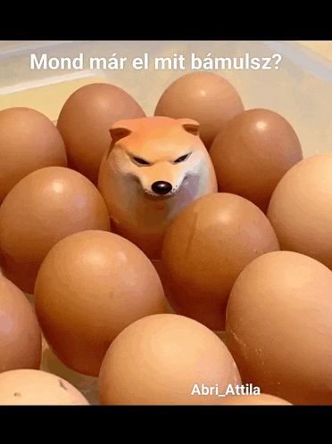 a picture of a dog surrounded by eggs with the caption mond mar el mit baumlsz