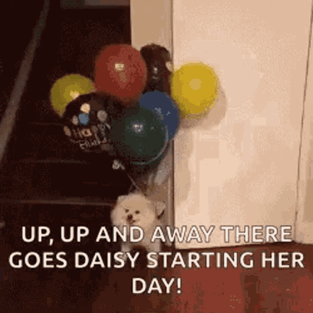 Doggo Balloons GIF - Doggo Balloons Flying GIFs