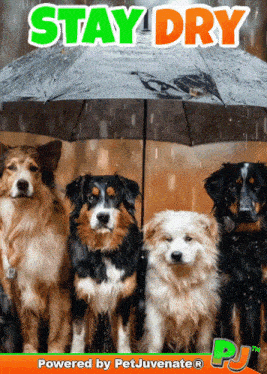 a group of dogs under an umbrella with the words stay dry above them