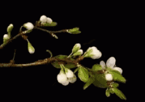 a tree branch with white flowers and green leaves against a black background