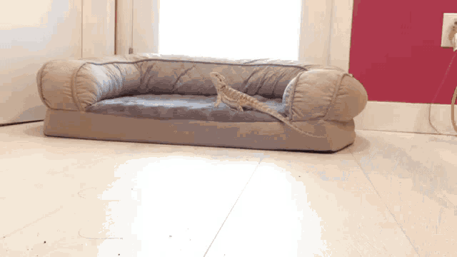 How Often Should You Take Your Bearded Dragon Out GIF - How Often Should You Take Your Bearded Dragon Out Of Its Cage GIFs