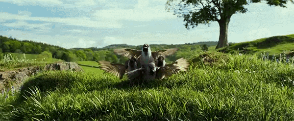 a group of birds are standing in a field with their wings outstretched