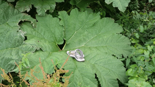Shoe Big Leaf GIF - Shoe Big Leaf Monster Plant GIFs