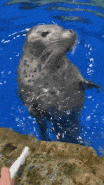 a seal is swimming in the water and a person is holding a toothbrush