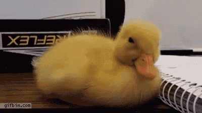 Duck Sleep GIF - Duck Sleep Nap GIFs