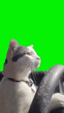 a cat is sitting in a car with a green screen in the background