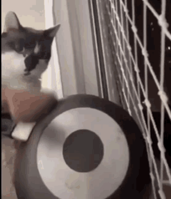 Cat Pan GIF - Cat Pan Wake Up GIFs