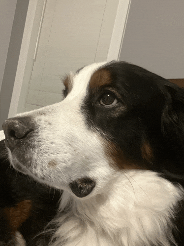 a close up of a brown and white dog