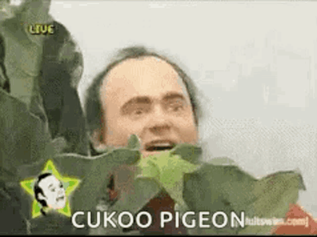 a bald man is standing in front of a plant with a star and the words cukoo pigeon written on it .