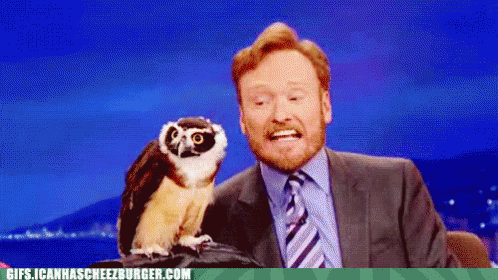 Coco Vs. Owl GIF - Conan O Brien Bird Owl GIFs