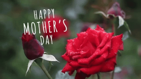 Happy Mothers Day Flowers GIF - Happy Mothers Day Flowers Red Roses GIFs