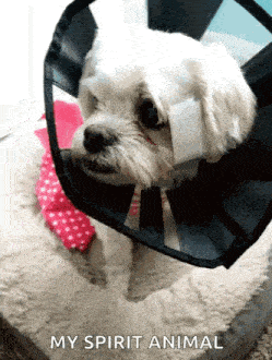 a small white dog wearing a cone with the words " my spirit animal " written below it