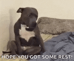 a dog is sitting on a bed and looking at the camera .