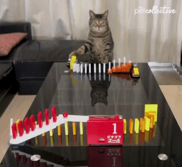 Playing The Pet Collective GIF - Playing The Pet Collective Domino GIFs