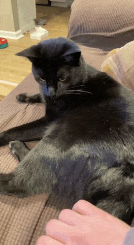 Cat Eating Tail GIF - Cat Eating Tail Cute GIFs