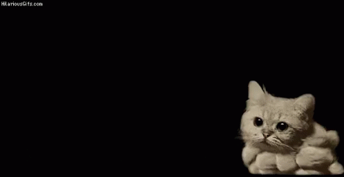 Cat Plosion Cat Explosion GIF - Cat Plosion Cat Explosion GIFs