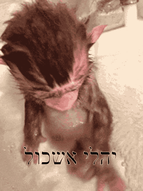 a picture of a cat in a bathtub with hebrew writing