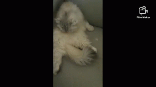Cats Privacy GIF - Cats Privacy Cleaning GIFs