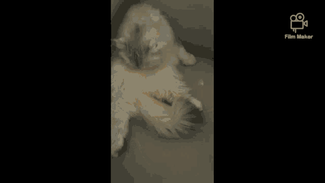 a video of a dog with the words " no boy " written on it