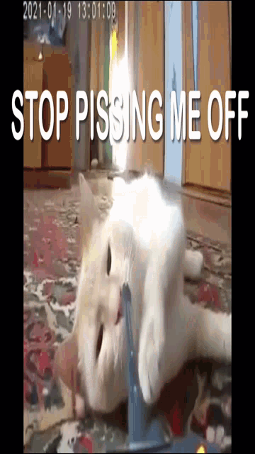 Stop Pissing Me Off Cat GIF - Stop Pissing Me Off Cat GIFs