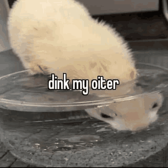 a ferret is drinking water from a bowl and saying `` dink my otter '' .