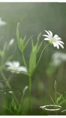 Flowers Water GIF - Flowers Water Drops GIFs