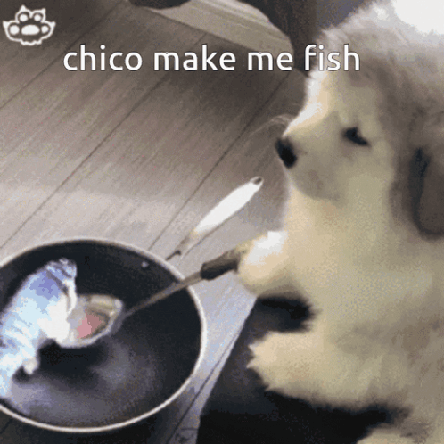 Dog Fish GIF - Dog Fish GIFs