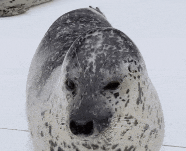 a close up of a seal 's face with a white background