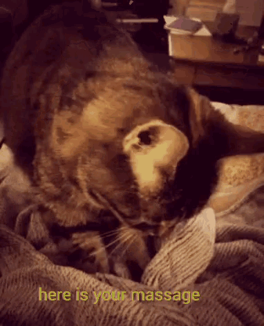 Lily Kitten GIF