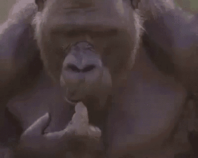 Scratch Gorilla GIF - Scratch Gorilla Chimp GIFs