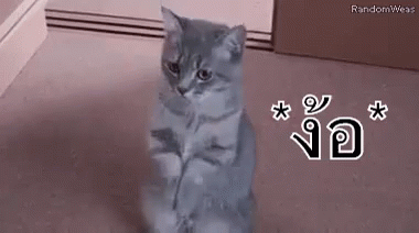 แมวง้อ ขอโทษ GIF - Cat Beg Im Sorry GIFs