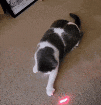 a black and white cat laying on the floor