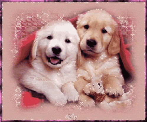two puppies are sitting next to each other on a pink blanket
