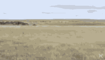 a blurred image of a herd of sheep in a field