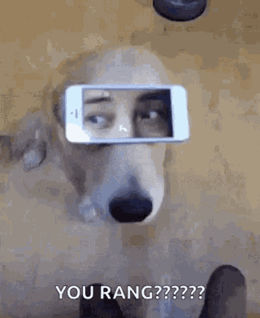 Iphone Dog GIF - Iphone Dog Lol GIFs