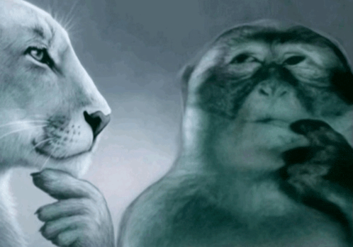 a monkey and a lion are looking at each other