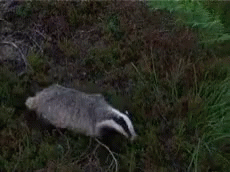 Of A Cliff You Want Me To Do What GIF - Of A Cliff You Want Me To Do What Racoon GIFs