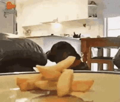 funny-animals-dogs.gif