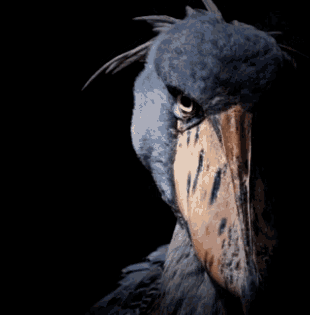 a close up of a bird with a large beak against a black background