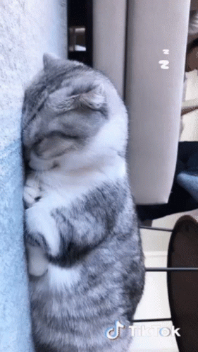 Ace Sleep GIF - Ace Sleep Cat GIFs