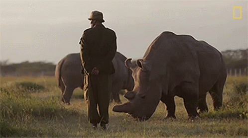 Eating Grass Meet The Heroes Who Protect The Last Northern White Rhinos In The World GIF - Eating Grass Meet The Heroes Who Protect The Last Northern White Rhinos In The World World Rhino Day GIFs