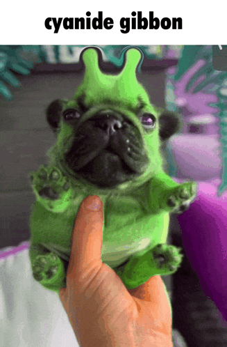 a person is holding a green dog that looks like a frog and says cyanide gibbon