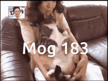 Mog 183 Mogcat GIF - Mog 183 Mogcat 183 GIFs