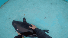 a person is petting a pig in the water