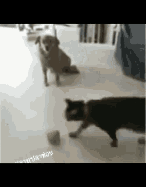 Jumping Cat GIF