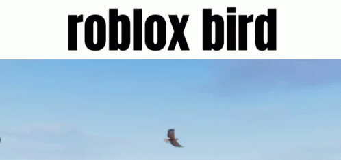 Roblox Developer GIF - Roblox Developer Bird GIFs