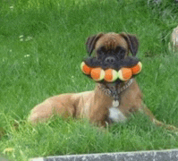 a boxer dog laying in the grass with a toy in its mouth