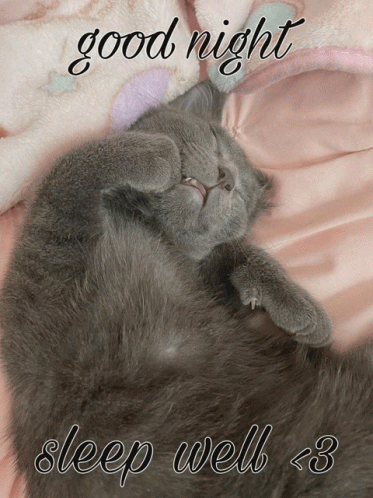 Cat Catsleep GIF - Cat Catsleep Sleepcat - Discover & Share GIFs
