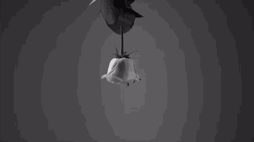 a black and white photo of a rose with liquid dripping off of it