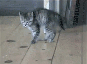 Kitten Cat GIF - Kitten Cat Play GIFs